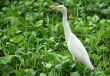 White Egret