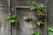 Withering Plant Against Shabby Door Background