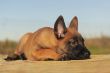 puppy malinois