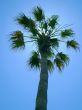 palm, tree, tropical, nature, summer