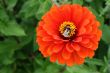 flower , floral, nature, love, garden, 