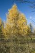Autumn park Yellow Fur tree