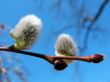 Buds of willow, Salix