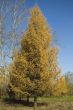 Big Fur tree