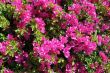 Closeup Bougainvillea