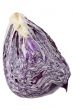 cabbage 