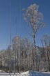 Cold Tree