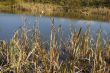 Dry cane