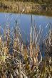 Dry cane close up
