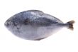 fish on white
