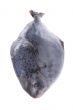 fish on white background