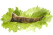 fried fish with salad