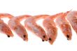 Frozen shrimp on white background