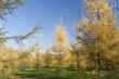 Fur tree forest