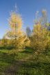 Fur trees forest