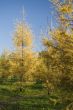 Fur trees in park