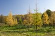 Fur trees in the autumn park