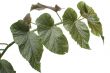 Green house plant closeup