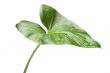Green house plant close up