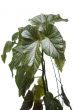 Green house plant macro