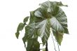 Green house plant on white