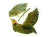 Green leaf