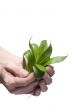 Green plant on hand closeup