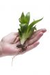 Green plant on hand on white