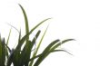 House plant closeup