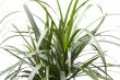 House plant close up