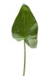 House plant isolated on white