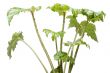 House plant isolated on white