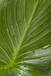 House plant macro