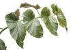 House plant macro