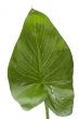House plant on white