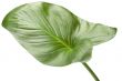 House plant on white