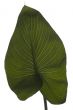 House plant on white background