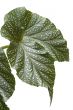 House plant on white macro