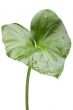 House plant