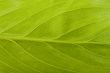 leaf macro