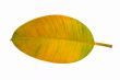 leaf macro isolated on white background