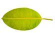 leaf macro on white background