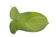 leaf on white