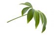 leaf on white background