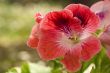 Red Geranium