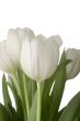 White Tulips