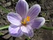 White crocus with purple veins