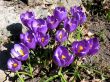 Blooming purple crocus