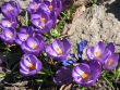 Blooming purple crocus