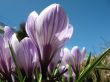 White crocus with purple veins